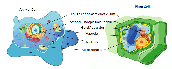 Similarities of Eukaryotic Cells.png